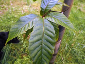 Quercus marlipoensis