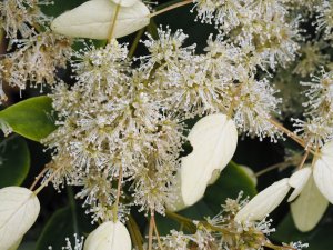 Schizophragma integrifolium var. fauriei