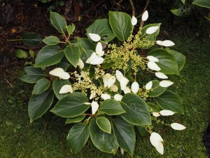 Schizophragma integrifolium var. fauriei