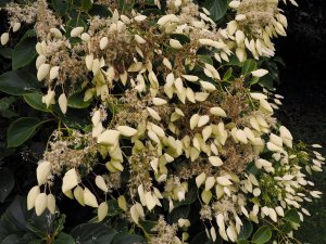 Schizophragma integrifolium var. fauriei