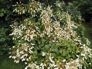 Schizophragma integrifolium var. fauriei