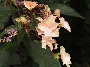 most impressive Hydrangea