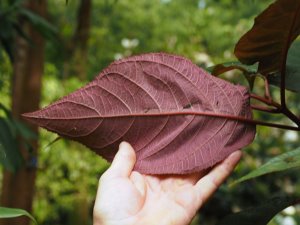 most impressive Hydrangea