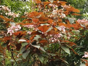 most impressive Hydrangea