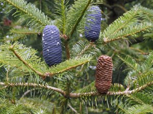 Abies spectabilis