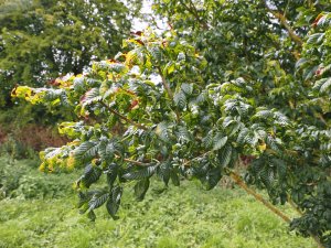 Aesculus glabra var. sargentii