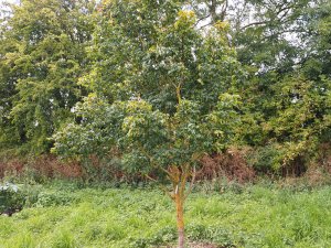 Aesculus glabra var. sargentii