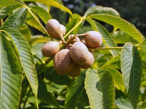 Aesculus x neglecta ‘Autumn Fire’