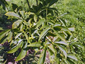 Aesculus x neglecta ‘Autumn Fire’