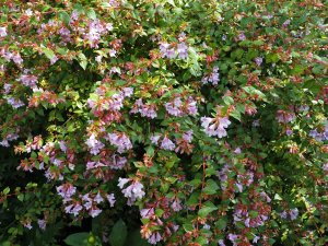 Abelia grandiflora