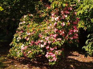 Cornus capitata