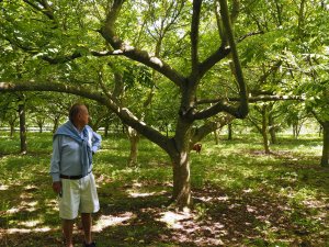 Juglans ailantifolia ‘Campbell’