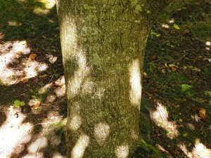 Juglans ailantifolia ‘Campbell’