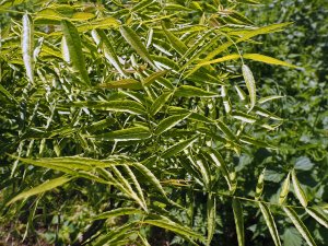 Juglans macrocarpa