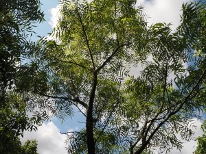 Juglans macrocarpa