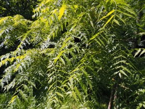 Juglans nigra ‘Laciniata’