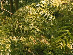 Juglans nigra ‘Laciniata’