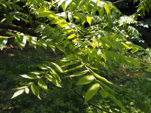 Juglans nigra ‘Student Orchard’