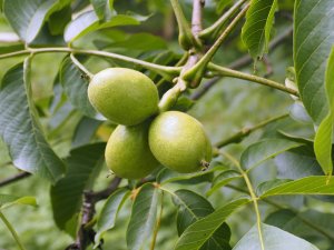 Juglans regia ‘Conway Mayette’