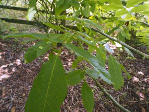 Juglans regia ‘Kaemonia’