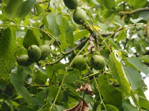 Juglans regia ‘Sunland’