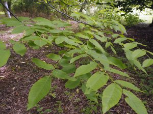 Juglans × intermedia var. pyriformis ‘Carrière’