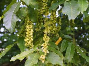 Pterocarya fraxinifolia