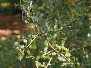 Quercus coccifera