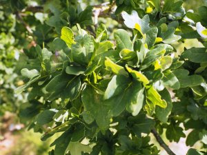 Quercus robur ‘Cristata’