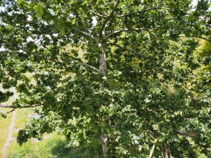 Quercus robur ‘Cristata’