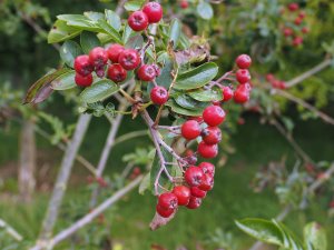 Sorbus aucuparia ‘Titan’