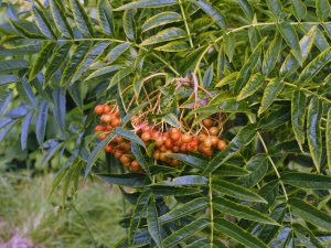 Sorbus ulleungensis ‘Olympic Flame’