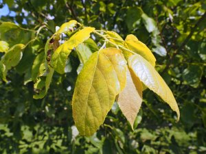 Tilia chenmoui