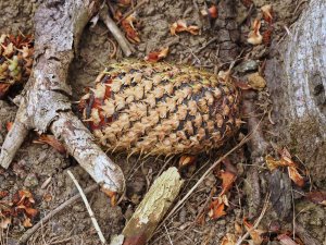 Abies procera ‘Glauca’