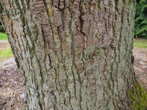 Abies procera ‘Glauca’