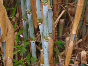 Borinda lushuiensis No. 4 ‘Yuhan’