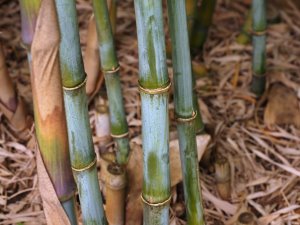 Borinda papyrifera