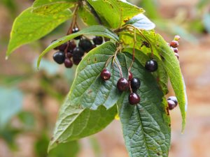 Cotoneaster moupinensis