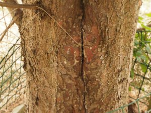 Cupressus sargentii