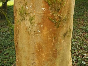 Fraxinus chinensis subsp. rhycophylla