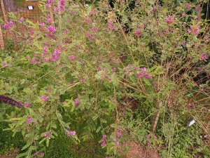 Indigofera heterantha