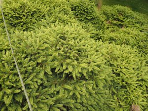 Picea abies ‘Pumila’