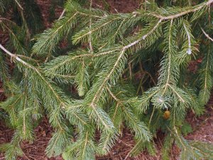 Picea asperata