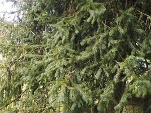 Picea asperata