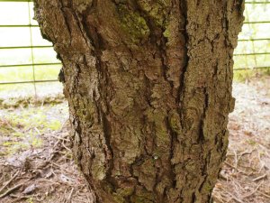 Picea asperata