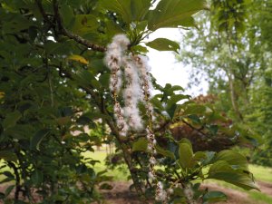 Populus maximowiczii