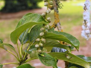 Populus maximowiczii