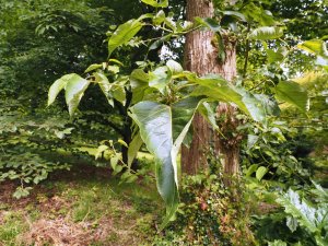 Populus szechuan var. tibetica