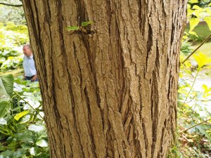 Populus szechuan var. tibetica