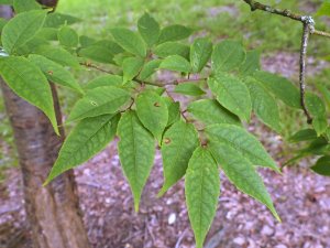 Prunus grayana